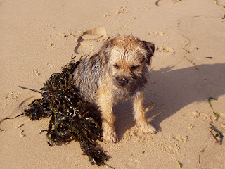 Le BORDER TERRIER P1011855