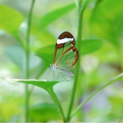 papillon transparent Transparentbutterfly10-9