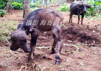 Buffalo (Gawmish) Baby With Two Heads Baby-buffalo-with-Two-Headed-007