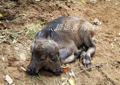 Buffalo (Gawmish) Baby With Two Heads Baby-buffalo-with-Two-Headed-001