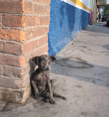 LAS VACACIONES YA ESTÁN AQUÍ Perro_ronoso