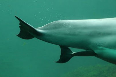 Dolphin birth: Amazing photos Dolph1