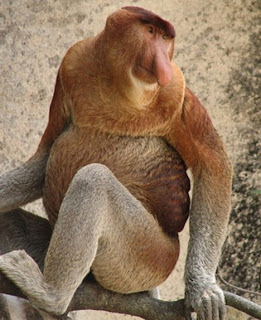 Animais Estranhos do Mundo...! Proboscis_monkey