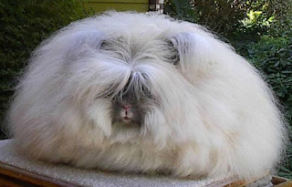 Animais Estranhos do Mundo...! English_angora_rabbit