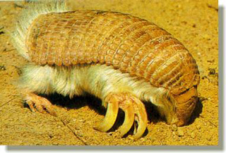 Animais Estranhos do Mundo...! Pink_fairy_armadillo