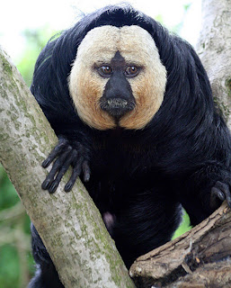 Animais Estranhos do Mundo...! White-faced_saki_monkey