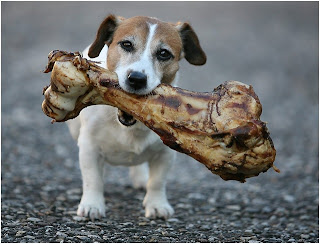 صور كلاب بحركات مضحكهـ >> هههههههههه Dog_20bone_small