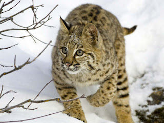 DUVAR KAITLARI Bobcat-703853