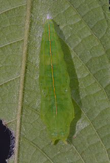 butterflies PDuke-Pupa2