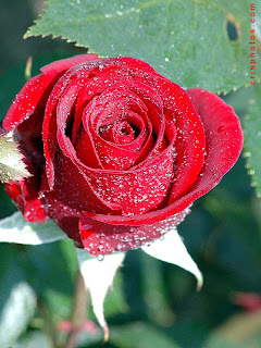    ...  .... Rain-drop-red-roses