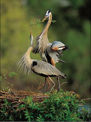 عندما تنسجم الحيوانات مع الطبيعه..... Nature_photography_awards_25