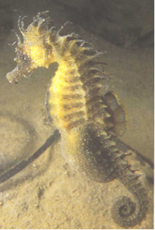 صور لأسماك غريبه الشكل...سبحان الخالق Northen-seahorse