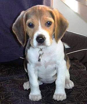 Mark Henry el chocolate sexual wuaja Cachorro-beagle03