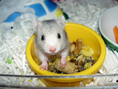 Hamster Baby-hamster-syrian