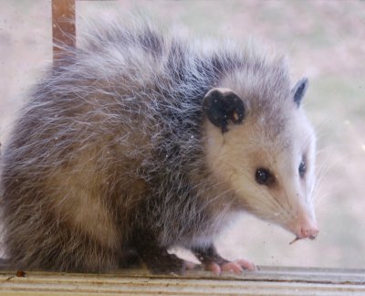 Animal Look-Alikes - Page 2 Possum