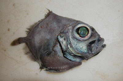 Amazing Sea Creatures, Amazing Fishs Oreo_dory