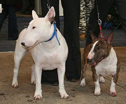 bull terrier et bull terrier miniature Bull_terier_i_bull_terier_miniatura_d46