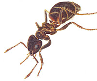 இன்றும் ஒரு கதை(02/01/12 பானு) ஊழ் (விதி) Ant