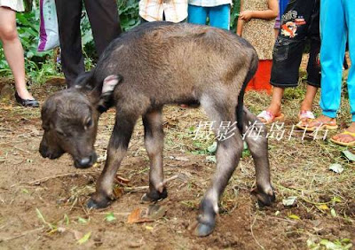 Buffalo (Gawmish) Baby With Two Heads Baby-buffalo-with-Two-Headed-003