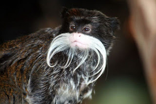 Animais Estranhos do Mundo...! Emperor_tamarin