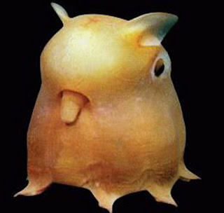 Animais Estranhos do Mundo...! Dumbo_octopus