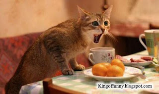 إليكم أجمل صور الحيوانات الطريفة لا تتردد أدخل لتضحك معنا Angry-dining-cat