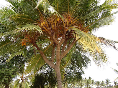 Pokok Kelapa Yang Pelik - Page 2 47f9dd4b0fef54.06597385frogview-gallery