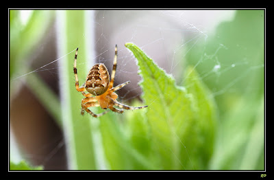 [Araneus diadematus] Epeire ? ... mais laquelle ... 394-border