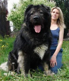 Have You Ever Seen a Big Dog? 1