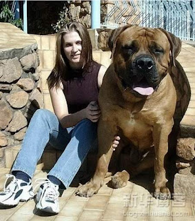 Have You Ever Seen a Big Dog? 9