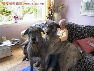 Have You Ever Seen a Big Dog? 5