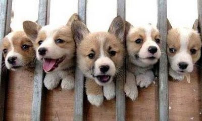 صور كلاب بحركات مضحكهـ >> هههههههههه Puppies