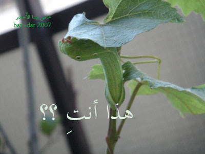 الجريمة الخضراء (بالصورة) D5