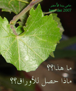 الجريمة الخضراء (بالصورة) D3