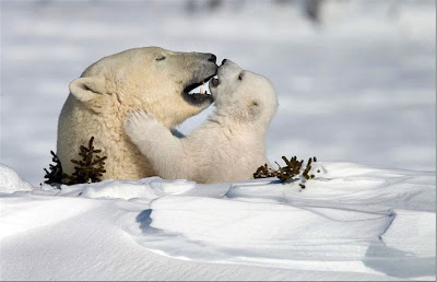 مجموعة صور طبيعية وماظر خلابة 2 Nature_photography_awards_11