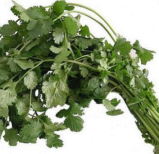 الكزبرة و فوائدها الرائعة‎  Coriander%20stalks%20and%20leaves