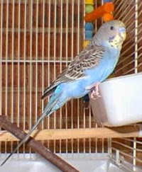 واحة  أطفال ثقافة دوت كوم للحكايا...(متجدد).. Budgie