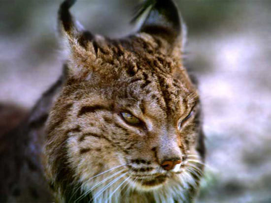 El lince ibrico: Portugal se suma a Espaa en su proteccin Lince%2BIBERICO