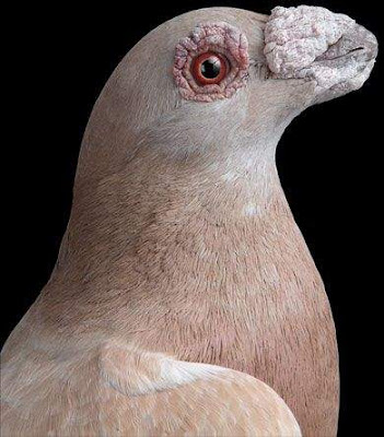Kark Gvercin Resimleri Pigeons-16