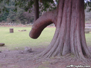 QUIEN A BUEN ARBOL SE ARRIMA.... Arbol-pene