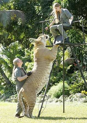 World's Largest Liger (Lion+Tiger) 3