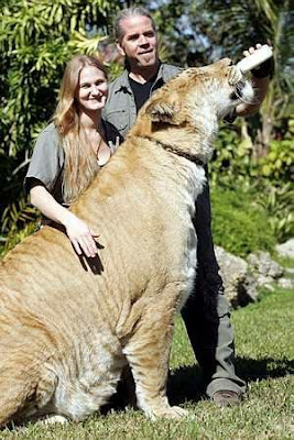 World's Largest Liger (Lion+Tiger) 2