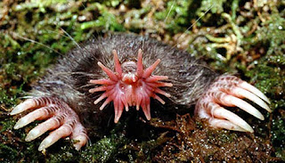 Animais Estranhos do Mundo...! Star-nosed_mole