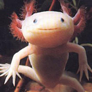 Animais Estranhos do Mundo...! Axolotl