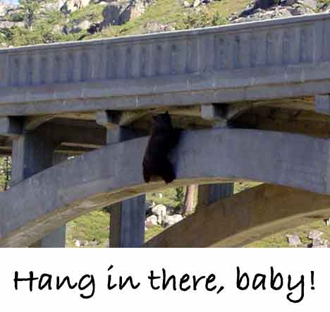 Les images de l'internet - Page 3 Bearhanging