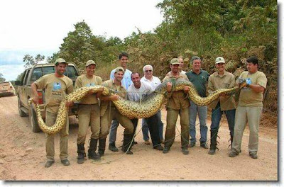 اضخم الثعابين فى العالم ..... رهيبة جداااااااا  Anaconda