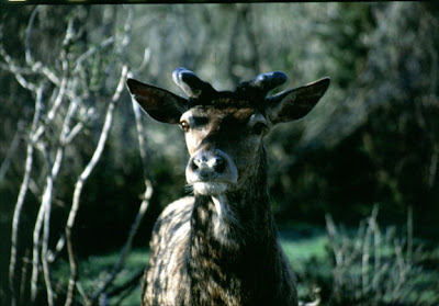 faune - les Mammifres d'Algrie"Histoire d'une faune mconnue" Cerf-humili%C3%A9-2