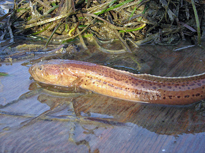 صور اغرب اسماك فى العاااااالم !!!من a7medutu StrangeFish1