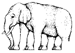 Eye Illusions Elephant