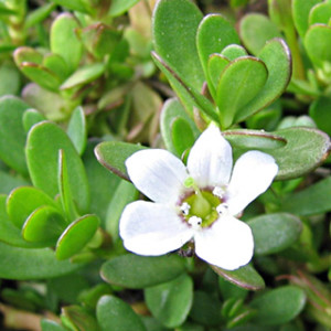 This Powerful Ancient Herb is Proven to Open Your Third Eye Bacopa_monnieri-300x300